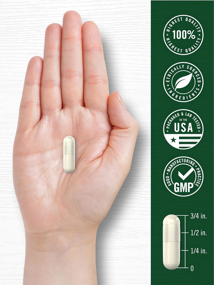 Carlyle Mullein Leaf capsule in hand with a ruler, showing it measures 3/4 inch long.