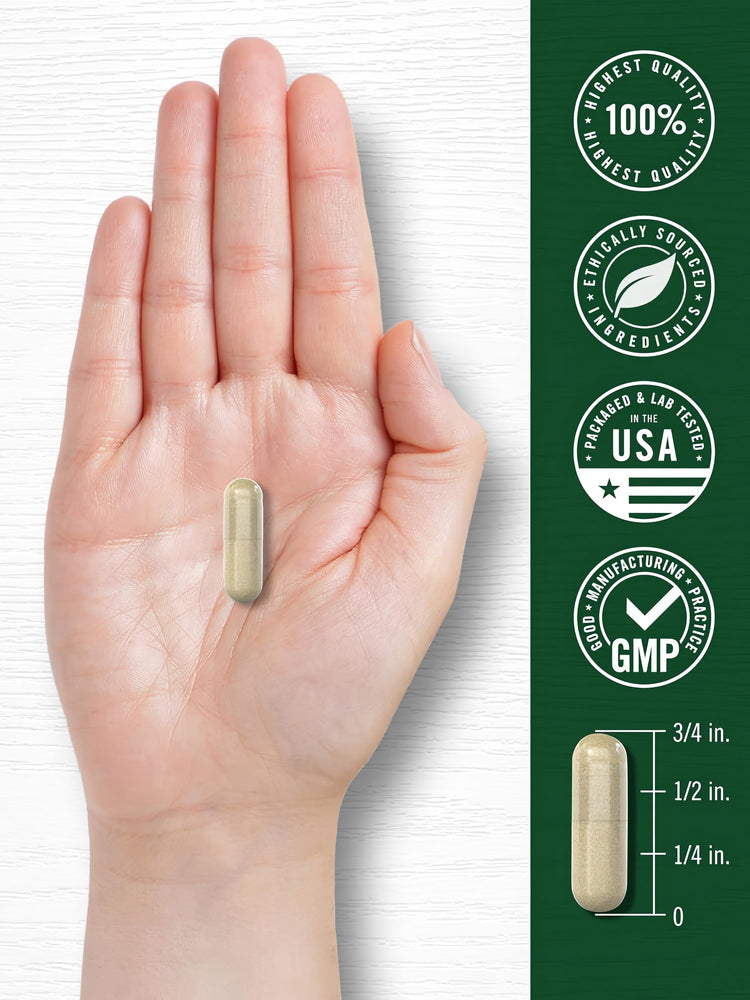 A hand holds a Carlyle Purslane 500 mg capsule, which measures three-fourths of an inch.