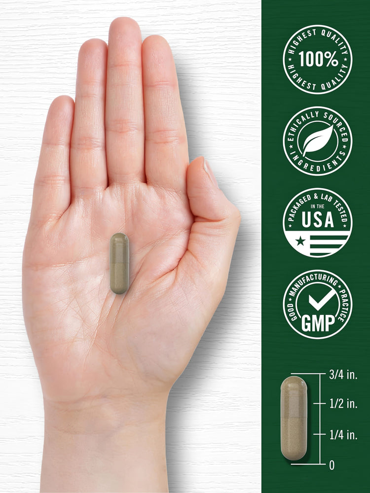 A greenish-brown Fenugreek capsule is held in a hand, with a size guide showing the capsule is 3/4 inch long.