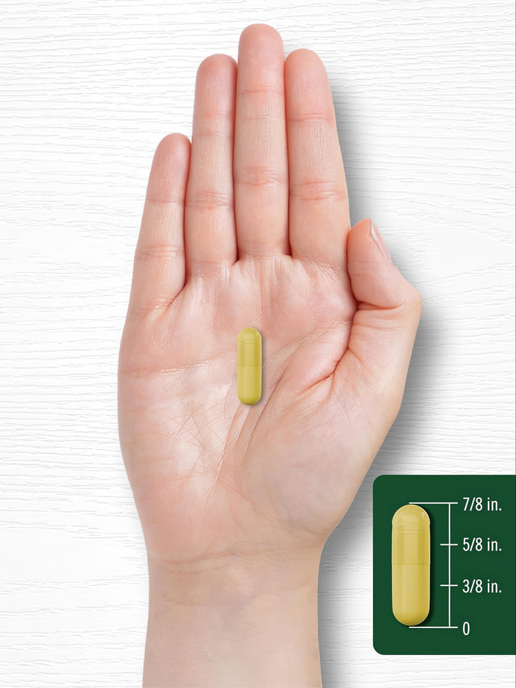 A 7/8 inch yellow-green capsule held in a hand, with a scale indicating the capsule's exact length.