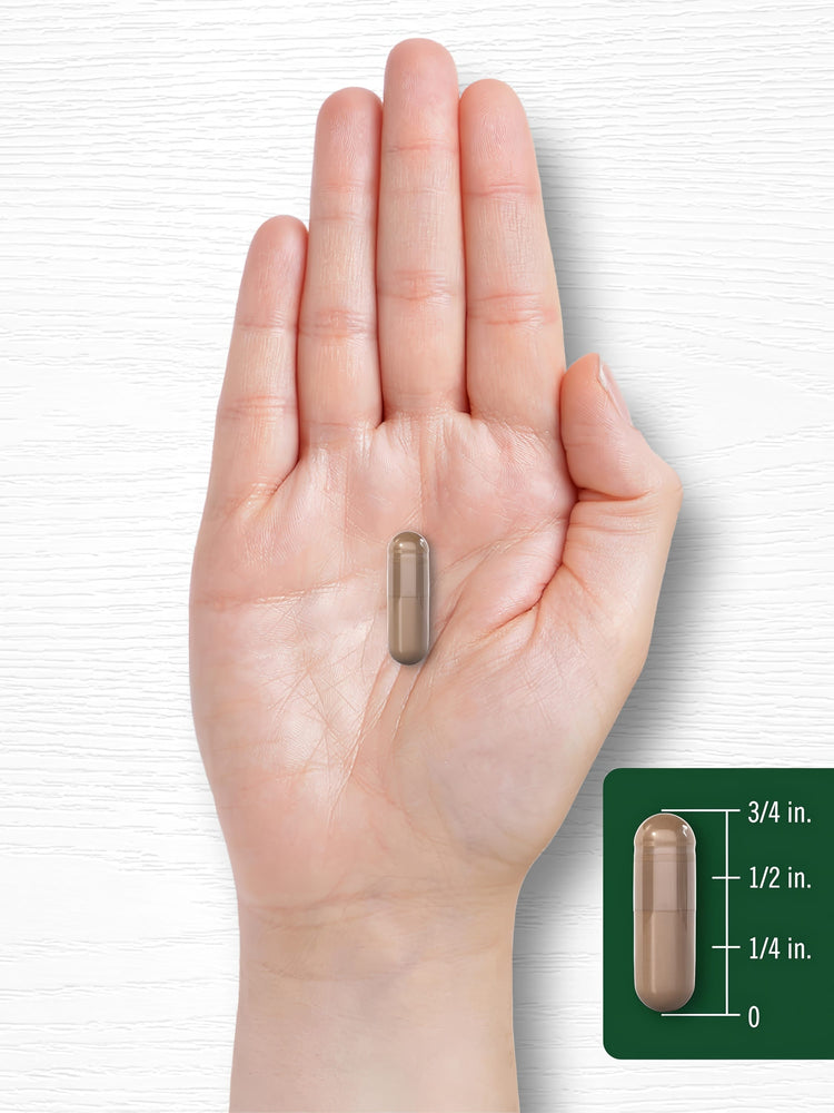 A brown capsule is held in a hand and measures three-quarters of an inch long.