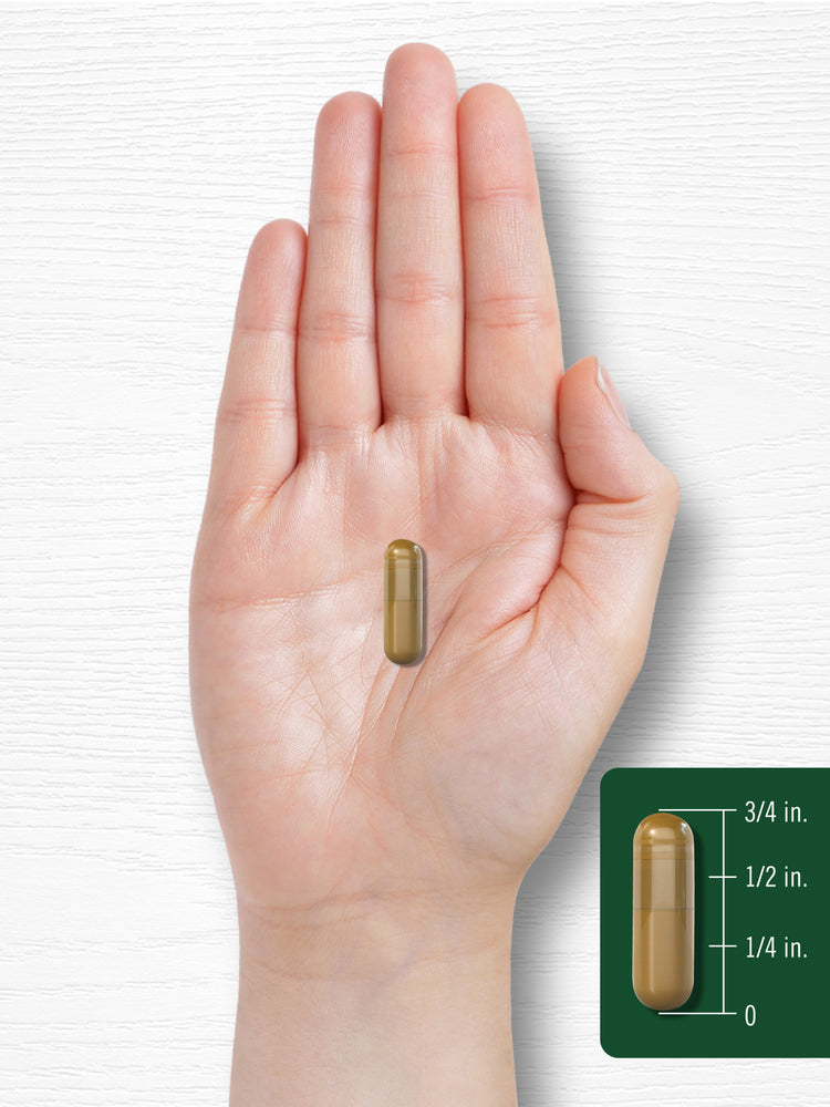 A hand holds an olive-brown capsule, 3/4 inch long, displayed above a size scale for measurement.