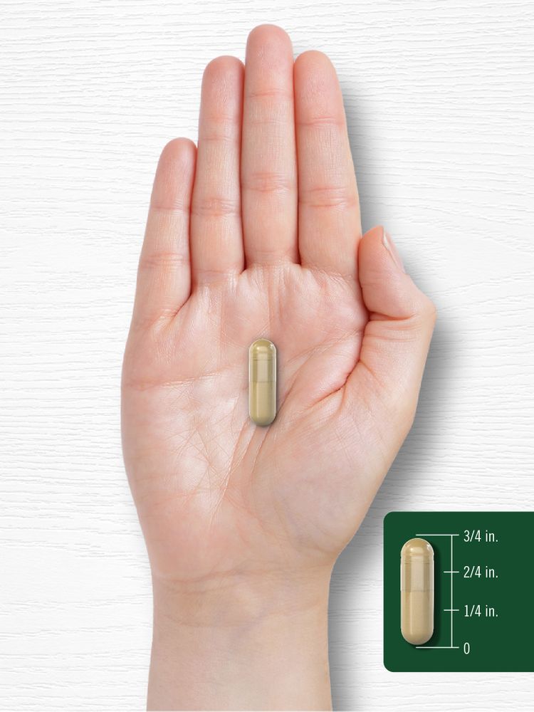 Champignon Shiitake | 200 Capsules