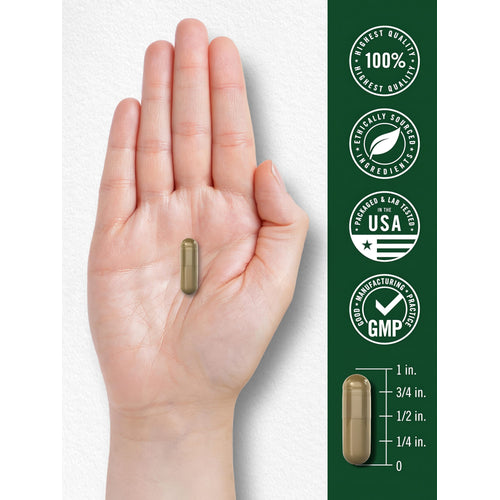 View 7 A single brownish-gold capsule, about 3/4 inch long, rests in an open palm beside a measurement scale.