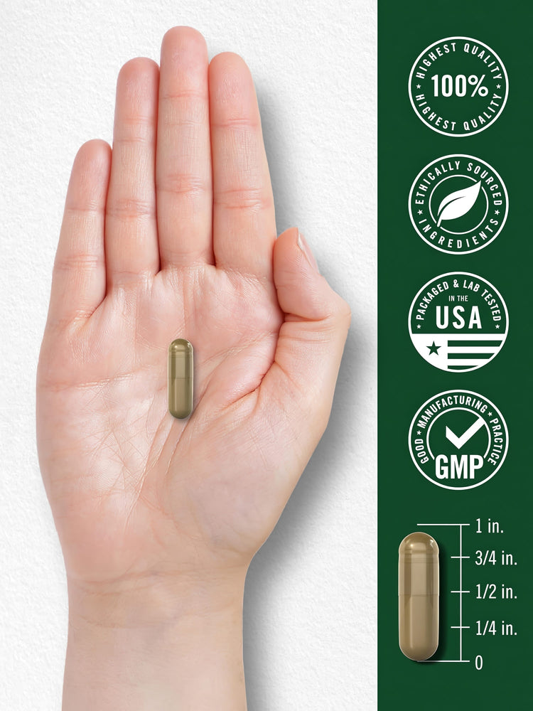 A single brownish-gold capsule, about 3/4 inch long, rests in an open palm beside a measurement scale.