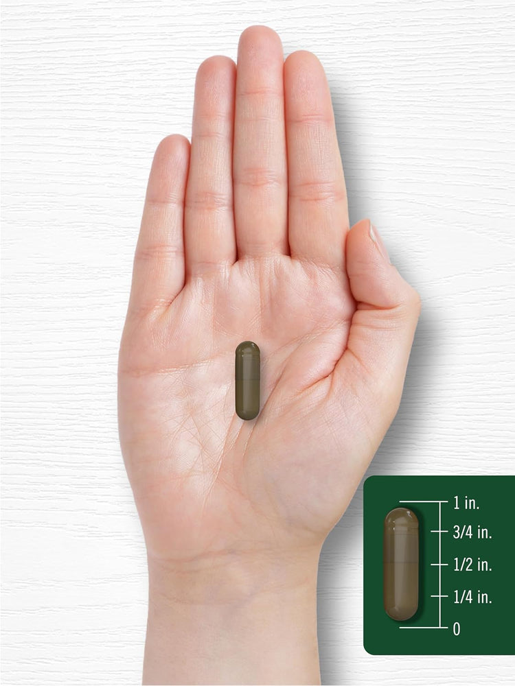 A hand holding a Triphala 1500 mg capsule measuring about 3/4 inch long against a bulk scale background.