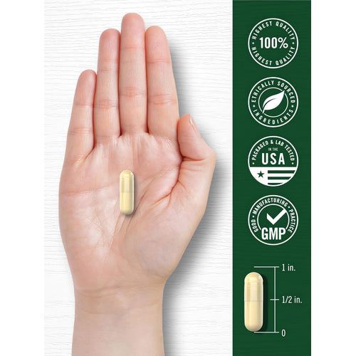 View 7 A pale yellow capsule rests in the palm of a hand, with a measurement scale indicating it is 1 inch long.