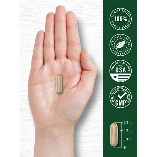 View 7 A Shiitake Mushroom capsule, light brown and two-toned, measuring 3/4 inch, shown for scale against a hand in bulk display.