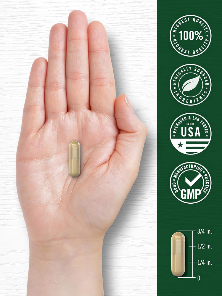 A Shiitake Mushroom capsule, light brown and two-toned, measuring 3/4 inch, shown for scale against a hand in bulk display.