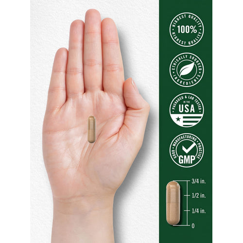 View 7 Carlyle Vitex 820 mg capsule held by hand with size guide, 3/4 inch, 100% HQ, ethically sourced, USA tested, GMP certified.