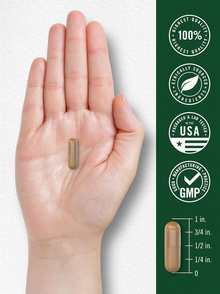Champignon Reishi | 300 Capsules