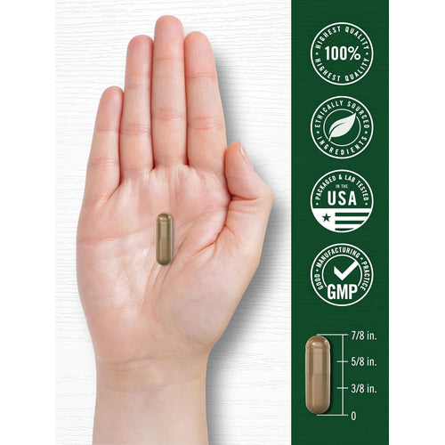 View 7 A brown capsule, held in a hand, measures 7/8 inch long with markings at 5/8 inch and 3/8 inch.