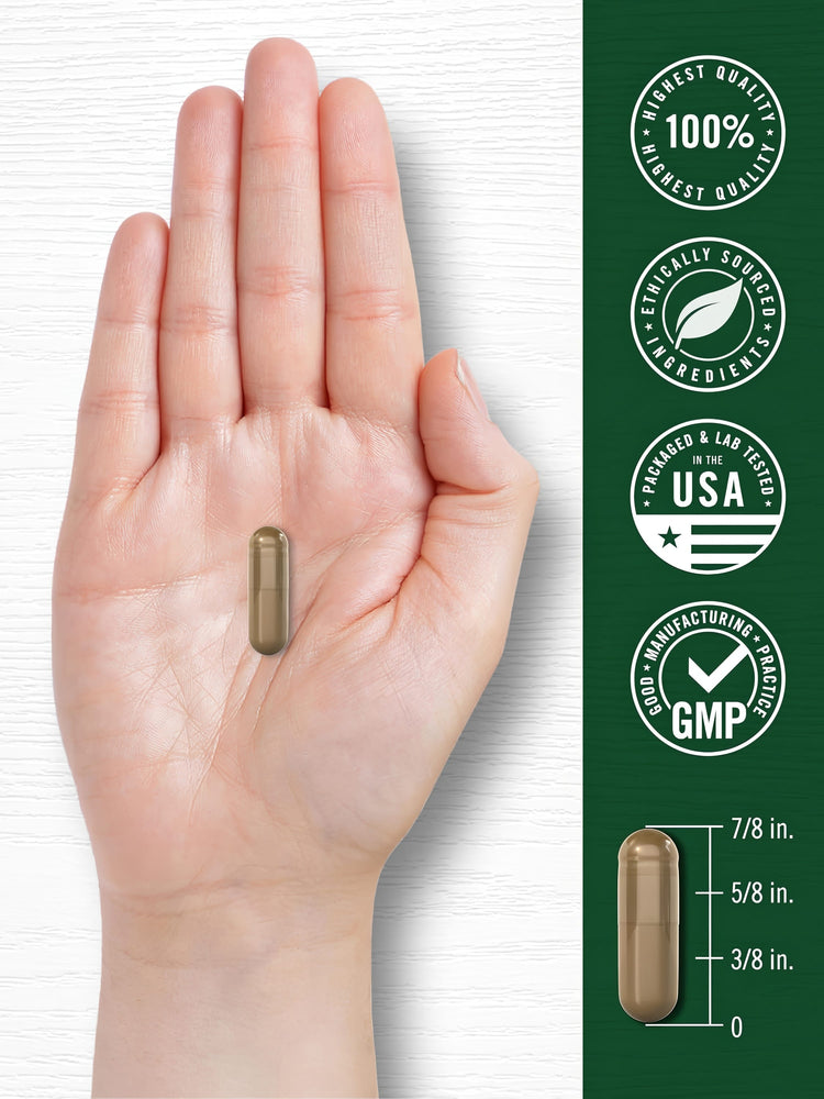 A brown capsule, held in a hand, measures 7/8 inch long with markings at 5/8 inch and 3/8 inch.