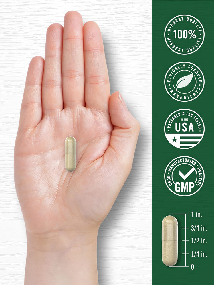 A hand holds a capsule next to a 1-inch measurement scale, showing its size accurately.