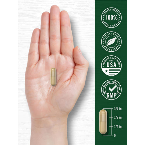 View 7 CL Asparagus 1600 mg capsule held in a hand, with a measurement showing it is 3/4 inch long.