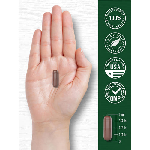 View 8 A hand holds a Brown Grapeseed 4000 Complex capsule next to a 1-inch scale for size comparison.