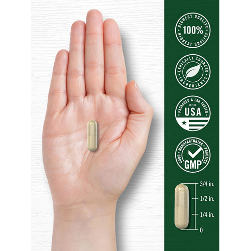 View 7 A hand holds a Carlyle Purslane 500 mg capsule, which measures three-fourths of an inch.