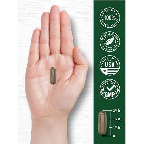 View 7 A single brown capsule, 3/4 inch long, is resting on an open hand.