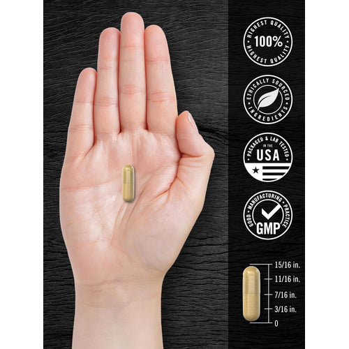View 7 CL Pygeum 4000 mg 200 Capsules in a hand, with a measurement diagram showing it is 15/16 inch long.