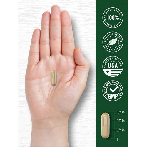 View 7 A light tan capsule is held in a hand, measuring 3/4 inch long on a scale.