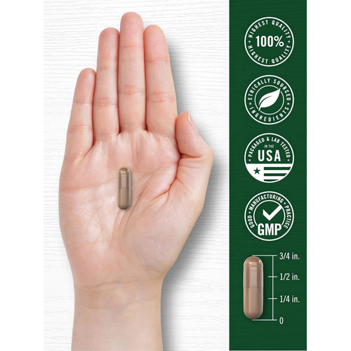 View 7 A brown capsule, measuring three-quarters of an inch, is held in a hand.