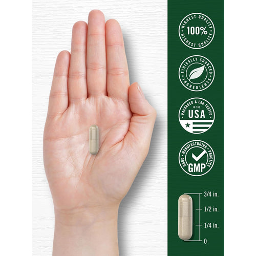 View 7 A hand holds a light brown Fo-Ti Root capsule, measuring 1/2 inch in length.