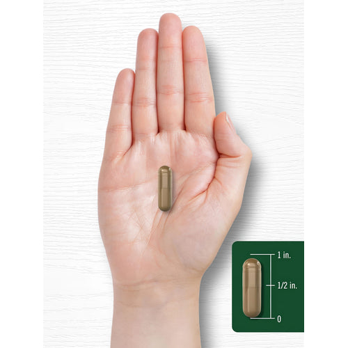 View 8 A hand holds a brown capsule measuring about 1 inch long, as shown next to a side scale.