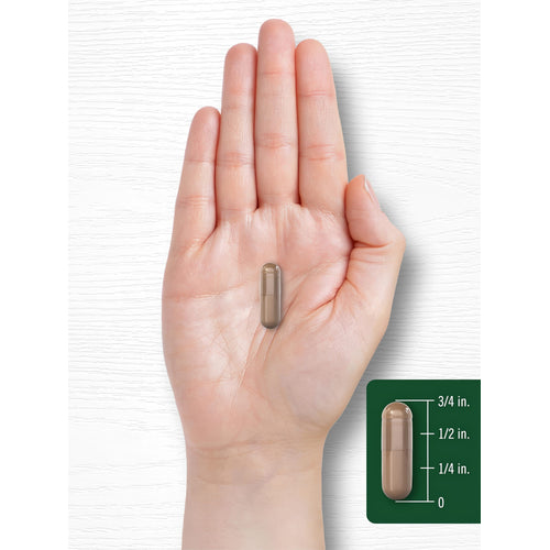 View 8 A brown capsule is held in a hand and measures three-quarters of an inch long.