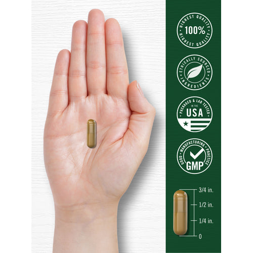 View 7 Cinnamon Complex capsule held in a hand with a scale showing it measures three-fourths of an inch.