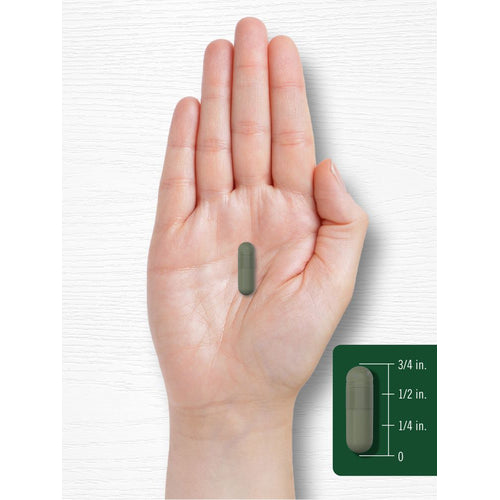 cigarette beetle treatment Cigarette Beetle Identification And Control Guide cigarette beetle treatment Cigarette Beetle Identification And Control Guide