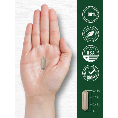 View 7 A single light beige capsule is held in a hand next to a ruler, showing it measures 3/4 inch long.