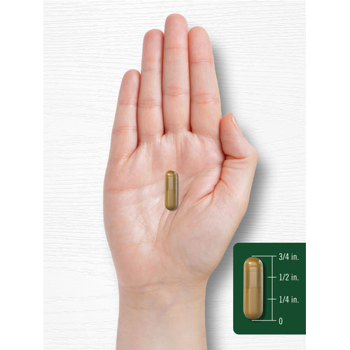 View 8 A hand holds an olive-brown capsule, 3/4 inch long, displayed above a size scale for measurement.