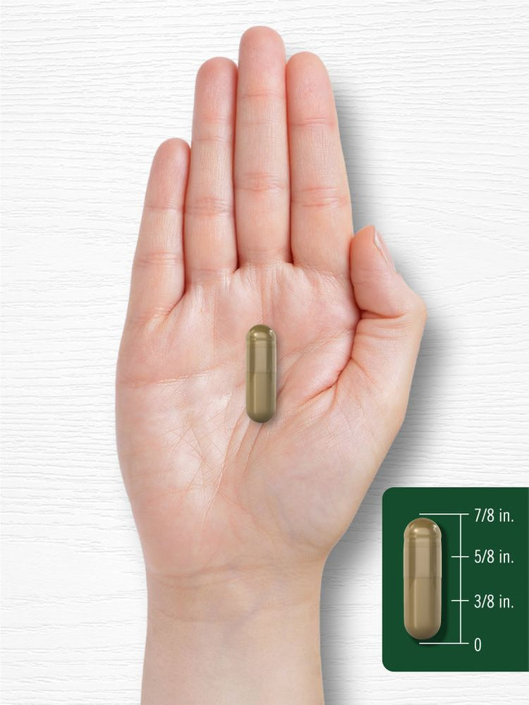 Andrographis Paniculata 8000mg | 90 Cápsulas